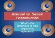 Asexual vs. Sexual Reproduction Whatâ€™s the difference in how organisms reproduce?