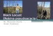 Black Locust ( Robina pseudoacacia L.) By: Marquise Smalls Donte’ Smithson