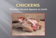 The Most Abused Species on Earth. 50 billion chickens are raised intensively for their meat annually, worldwide