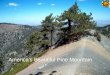 America’s Beautiful Pine Mountain. LOCATION HARRIS COUNTY BETWEEN BLUE RIDGE MOUNTAIN AND COSTAL PLAINS