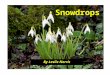 Snowdrops By Leslie Norris. This story is important as much for what we do not learn directly as for the surface narrative. The story appears to be