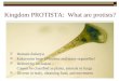 Kingdom PROTISTA: What are protists?  Domain Eukarya  Eukaryotes have a Nucleus and many organelles!  Defined by exclusion – Cannot be classified as