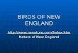 BIRDS OF NEW ENGLAND  Nature of New England