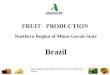 Associação Central dos Fruticultores do Norte de Minas FRUIT PRODUCTION Northern Region of Minas Gerais State Brazil
