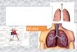 P6 M3. Respiratory System: Intakes oxygen Releases carbon dioxide waste Circulatory system: Transports gases in blood between lungs and cells Respiratory