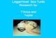Loggerhead Sea Turtle Research by: T’Arica and Taylor