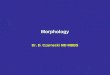 Morphology Dr. D. Czarnecki MD MBBS. A macule - flat This was a melanoma