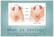 What is Urology? By: Sierra in Partnership with Dr. Michael Edward Mayo