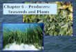 Chapter 6 – Producers: Seaweeds and Plants. The Domains of Life