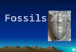 Fossils What is a fossil? A fossil is an impression, cast, original material or track of any animal or plant that is preserved in rock after the original