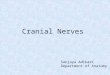 Cranial Nerves Sanjaya Adikari Department of Anatomy