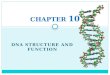 DNA STRUCTURE AND FUNCTION CHAPTER 10. DNA STRUCTURE