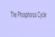 What is PHOSPHORUS? Second most abundant mineral in the body DNA molecules Nucleic acids “ATP” and “ADP” Fats/Phospholipids Bones, teeth and shells