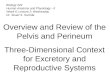 Biology 224 Human Anatomy and Physiology - II Week 6; Lecture 2; Wednesday Dr. Stuart S. Sumida Overview and Review of the Pelvis and Perineum Three-Dimensional