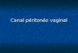 Canal péritonéo vaginal. Au 3éme mois de grossesse, le péritoine abdominal forme le CPV qui descend dans le canal inguinal et accompagne Au 3éme mois
