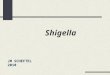 Shigella JM SCHEFTEL 2010. Shigella Agents de diarrhées sanglantes et mucopurulentes aiguës ou chroniques dont la forme la plus grave est la dysenterie