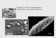 ‰tude de micro-organismes : Bact©ries, levures, protistes