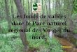 Les fonds de vallées dans le Parc naturel régional des Vosges du nord. P Hamann