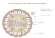 La virus de la grippe est un virus à ARN- avec un génome segmenté Enzymes structurales : Polymérases PA, PB1, PB2 Protéine « N » (=NP) (Hémagglutinine)