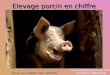 Elevage porcin en chiffre Marie Lise CARRIE, Marc WANLIN Licence professionnelle DVPE Promotion 2005/2006