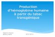 Production dhémoglobine humaine à partir du tabac transgénique 3 Hadrien Fevrier Jérémy Veillé 2012-2013