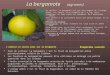La bergamote (agrumes) En réalité, la bergamote est une sous-espèce de lorange Amère. Les fruits, dun diamètre de 5 à 7cm, sont jaunâtres, et leur chair