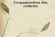Lorganisation des cellules. Les tissus Un groupe de cellules de même structure et de même fonction Ex: un muscle, un nerf, la peau
