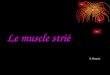 Le muscle strié A. Bouaziz. Structure et ultra structure La cellule musculaire striée est dite Fibre musculaire striée squelettique (F.M.S.S)