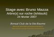 Bonsaï Club de la Ste-Baume Stage avec Bruno Mazza Arbre(s) sur roche (Ishitsuki) 24 février 2007 Bonsaï Club de la Ste-Baume bonsaiclubstebaume@wanadoo.fr