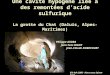 Une cavité hypogène liée à des remontées dacide sulfurique La grotte du Chat (Daluis, Alpes-Maritimes) Philippe AUDRA Jean-Yves BIGOT Jean-Claude NOBECOURT