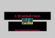 Lécureuil roux Par: Élizabeth Beaulieu. Introduction Dans ce projet je vous parlerai de lécureuil roux, petit rongeur dAmérique. 
