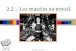 Sport Books Publisher1 2.2 – Les muscles au travail Chapitre 4 p. 77 - 93