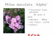 Phlox maculata ‘Alpha’ • Floraison rose pourpre de juin à août • hauteur : 80cm • sol frais, riche • Soleil 5€ 50 le pot