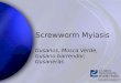 Screwworm Myiasis Gusanos, Mosca Verde, Gusano barrendor, Gusaneras