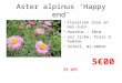 Aster alpinus ‘Happy end’ Floraison rose en mai- juin hauteur : 20cm sol riche, frais à humide Soleil, mi-ombre 5€00 le pot