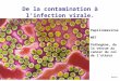 De la contamination à l'infection virale. bréal Papillomavirus MET Pathogène, de la verrue au cancer du col de l’utérus