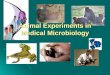 Animal Experiments in Medical Microbiology
