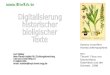 Ophrys muscifera Aceras anthropophora aus: Thomé: Flora von Deutschland, Österreich und der Schweiz. 1888