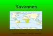 Savannen Florian Rottmair, Daniel Schuster. Die Savanne größter vegetationsbestimmter Landschaftsgürtel der Erde ¼ der festen Erdoberfläche bedeckt von