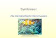 Symbiosen Als interspezifische Beziehungen Falscher Clownfisch und Prachtanemone Quelle: Common_clownfish.jpg