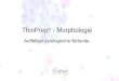 ThinPrep ® - Morphologie Auffällige zytologische Befunde