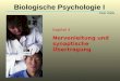 Kapitel 4 Nervenleitung und synaptische Übertragung Biologische Psychologie I Peter Walla