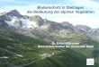 Bodenschutz in Steillagen die Bedeutung der alpinen Vegetation Dr. Erika Hiltbrunner Botanisches Institut der Universität Basel