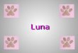 Hallo, ich bin Luna! Ich wohne bei einer wundervollen Familie in einem schnuckeligen Häuschen in Winsen-Luhe. Ich hab‘s vorher nicht so schön gehabt und