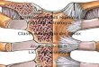 Clase Artrologia torax