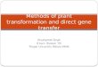 Plant Transformation and Direct Gene Transfer