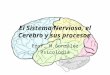 El Sistema Nervioso, el Cerebro y sus procesos Prof. M.González Psicología