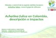 Manejo y control de la especie ex³tica invasora Achatina fulica, caracol gigante africano Achatina fulica en Colombia, descripci³n e impactos BIBIANA MARA
