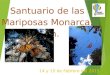 14 y 15 de Febrero del 2015 Santuario de las Mariposas Monarca, Mich
