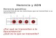 Herencia genética: Características de los individuos que se transmiten a su descendencia Herencia y ADN ¿Por qué se transmiten a la descendencia? ¿Qué